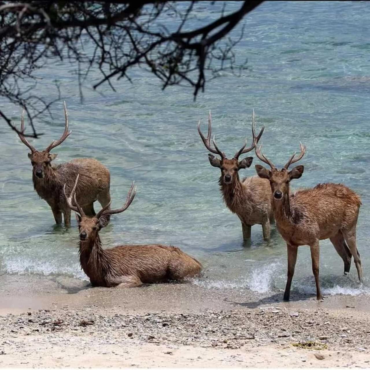 Maha Nusa Menjangan バニュウェダン エクステリア 写真